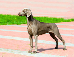 Weimaraner in profile. The Weimaraner is in the city park.