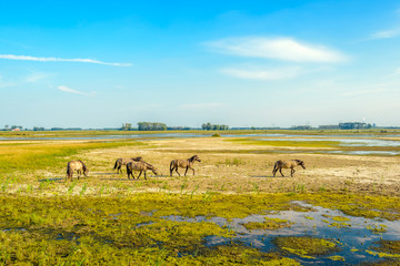 Obraz premium Group of Konik horses grazing in a Dutch nature reserve