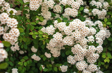  white flower bushes in the a blurred background