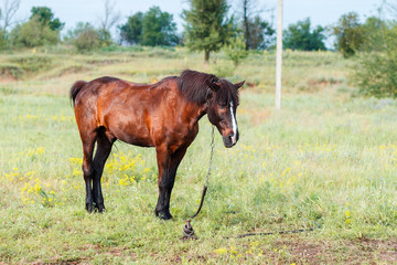 Brown horse in the field