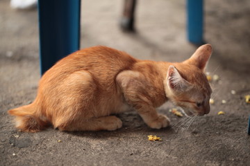 red small kitty eating on a pavement