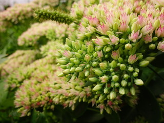 Цветок Очиток закрытые и раскрытые бутоны. 