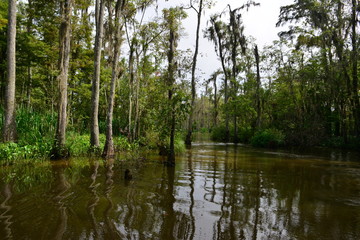 Fototapeta na wymiar The Swamplands of Louisiana in the USA. 
