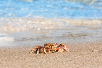 brown crab on beach surface background