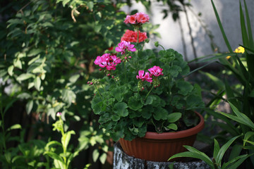 Fototapeta na wymiar bajkowy ogród - brązowa donica na pniach z różowymi kwiatami
