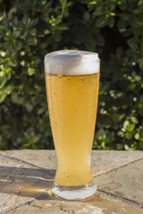 Tall Glass of Beer with Foam