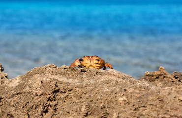 red crab  on the rock
