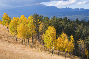 Pikes Peak Autumn on Bald Mountain Colorado