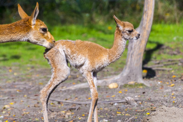 Newborn Vicugna Cria