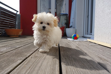 kleiner Malteser Hund auf einem Hund läuft entgegen
