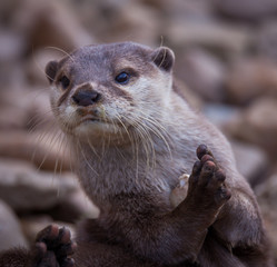 Otter