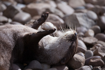 Otter