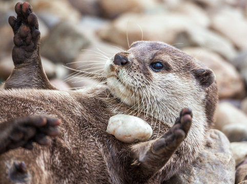 Otter