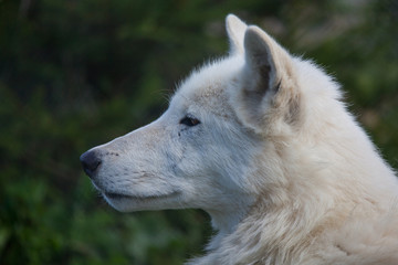 White wolf