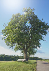 grüne Landschaft mit Baum und kröftiger Baumkrone und kleiner Sitzbank