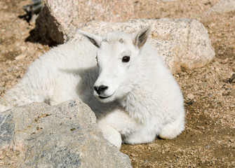 Baby Mountain Goats on Mount Evans