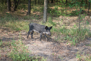 Wild boar running. Ukraine.
