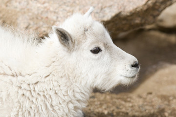 Baby Mountain Goats on Mount Evans