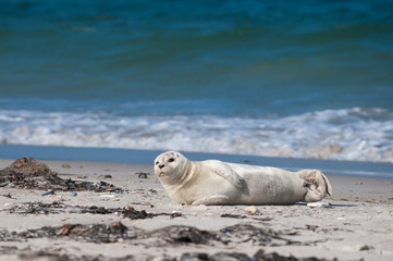 Seal baby lying on the beach of Helgoland and looking at you