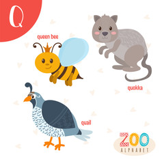 Letter Q. Cute animals. Funny cartoon animals in vector. ABC boo