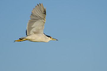 Black-Crowned Night-Heron Flying in a Blue Sky
