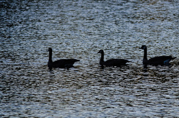 Three Silhouetted Geese Swimming on an Evening Pond