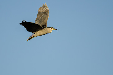 Black-Crowned Night-Heron Flying in a Blue Sky