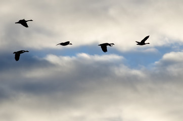 Flock of Geese Silhouetted in the Cloudy Sky