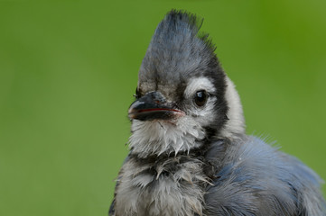 Wet Blue Jay