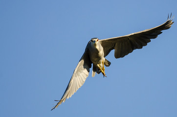 Black-Crowned Night-Heron Making Direct Eye Contact While Flying in a Blue Sky