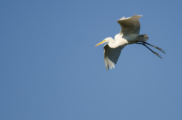 Great Egret Coming in for Landing While Flying in Blue Sky