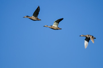 Three Mallard Ducks Flying in a Blue Sky