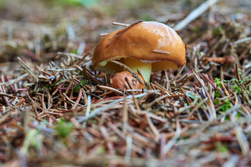A group of edible forest mushrooms (Suillus luteus)