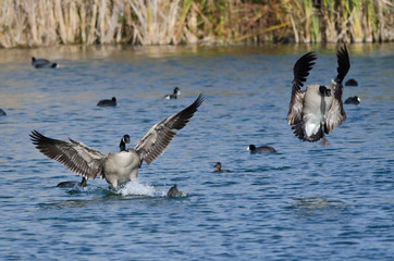 Canada Geese Coming in for a Landing on the Water