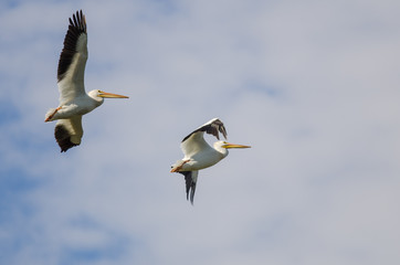 Two American White Pelicans Flying in a Cloudy Blue Sky