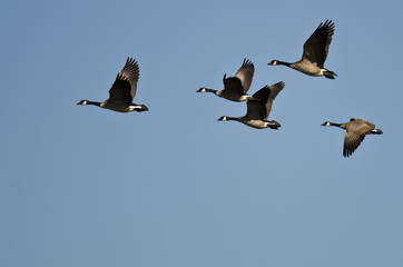 Small Flock of Canada Geese Flying in a Blue Sky