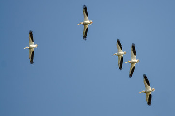 Flock of American White Pelicans Flying in a Blue Sky