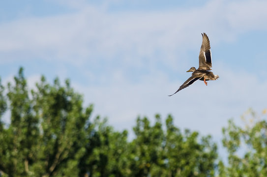 Mallard Duck Flying High Over the Marsh
