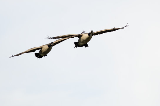 Two Canada Geese Flying on a White Background