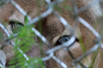 Foto auf Acrylglas Puma Zoo
