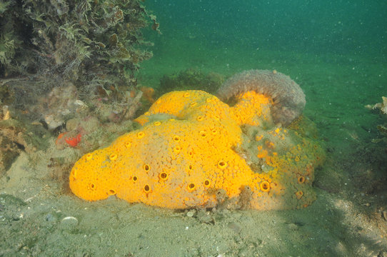 Yellow boring sponge (Cliona celata) being cleaned by sea cucumber Stichopus mollis.