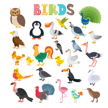 Vector illustration of different kind of birds. Cute cartoon bir