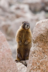 Marmot on Mount Evans Colorado
