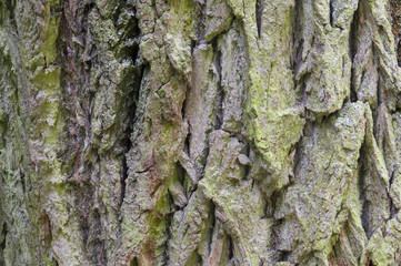 Rustikale Holztextur