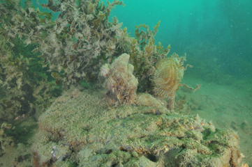 Fototapeta na wymiar Mediterranean fanworm Sabella spallanzanii filtering water for planktonic food among brown seaweeds in murky water of Mahurangi Harbour.
