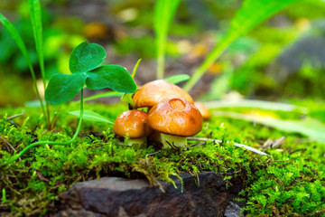 Forest mushrooms in the green grass