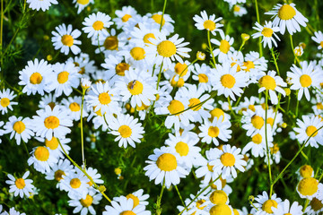 Summer field of blooming daisies