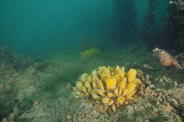 Fototapeta na wymiar Yellow nipple sponges (Polymastia) on muddy slope toward mouth of Mahurangi Harbour.