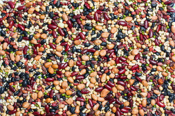 Group of colorful various beans or lentils and whole grains seed