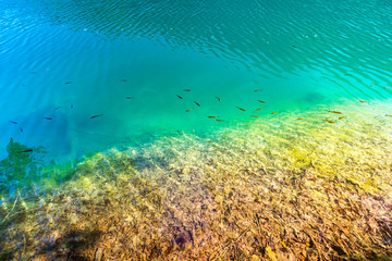 Fototapeta na wymiar Extremely clear water with small fishes of Plitvice Lakes, Croatia